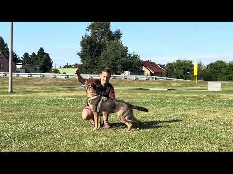 Querra z Jukasu - obedience training - 8 months