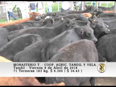 08-04-16 Venta de Hembras - Monasterio T. - Coop. Agric. Ganad. Tandil y Vela - Tandil.