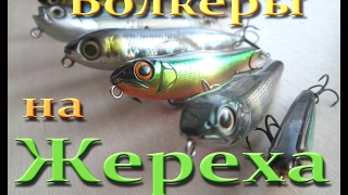 Поклевка жереха на уокер