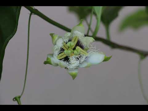 Time lapse x180: Passion Fruit blossom
