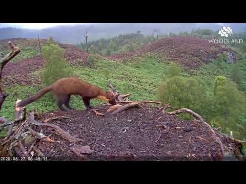 Pine Marten visits Loch Arkaig osprey nest - Osprey Cam (2020)