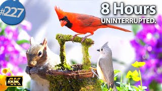 Relaxing TV for Cats 😻 8 Hours of Uninterrupted Birds 🐦 Cat TV @LensMyth