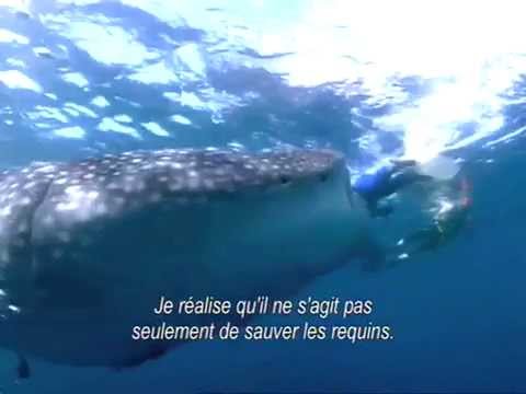 Les seigneurs de la mer (Sharkwater) - Bande annonce