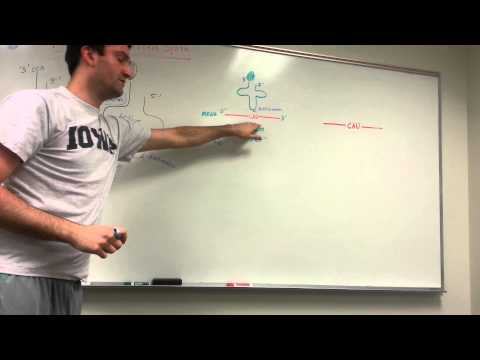 tRNA and Protein Synthesis: Made simple!