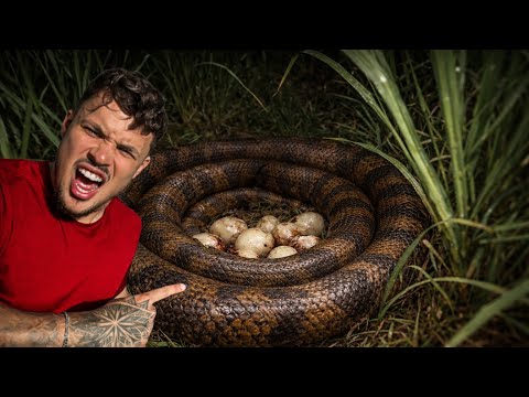 O NINHO DA ANACONDA ESTAVA NA MINHA FRENTE!! *sucuri gigante da fazenda blackstone*