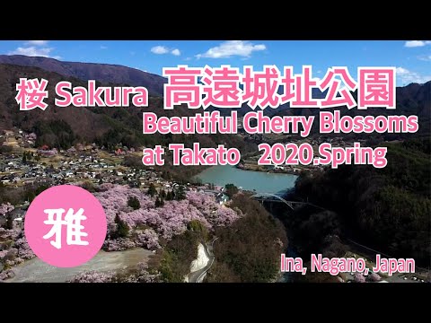 【天下第一の桜チャンネル＃３ 雅】高遠城址公園の桜 2020「雅」～Sakura “Takato Castle Site Park” ～