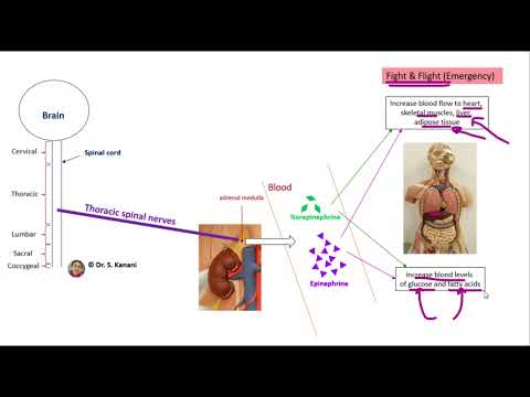 Epinephrine and Norepinephrine Hormones