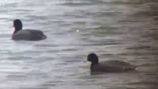 preview picture of video 'American Coot (Fulica americana)'