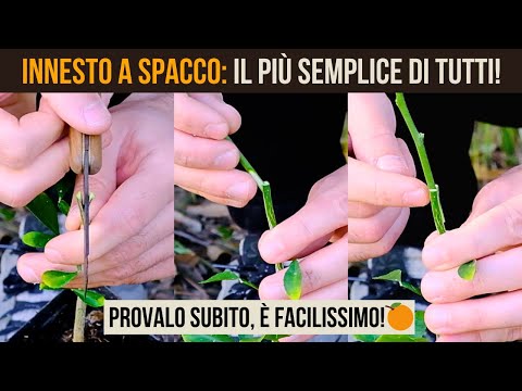 🔥Cleft Grafting on Citrus Fruits: Simple and Super Effective Method 🍊