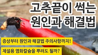 고추 끝이 썩는 원인과 해결법까지 속시원히 알려 드립니다