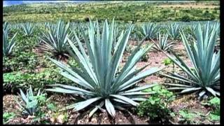 LA LEY DEL MONTE.mpg