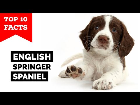 English Springer Spaniel - Top 10 Facts