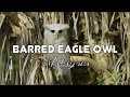 Barred Eagle Owl Malaysia