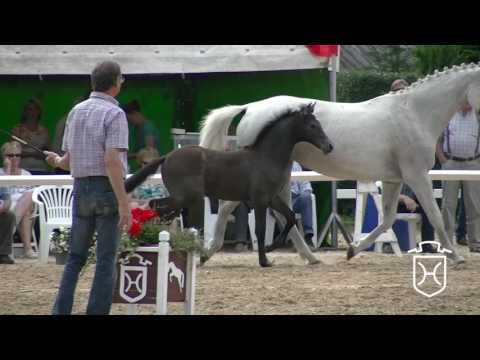 NF143 Stutfohlen von Casall - Dolany - Calypso II