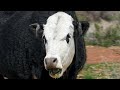 This Cow Started a War (Oki Documentary)