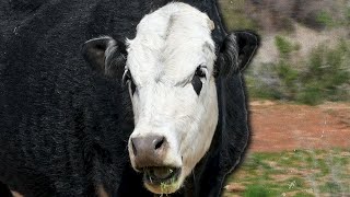 How This Cow Started a War (Oki Documentary)