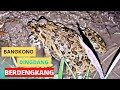 Marsh Frog Sound Suara Kodok Sawah