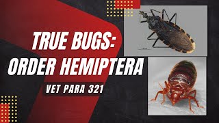 VET PARA 1 | True Bugs (Order Hemiptera) [Part 1] | Chapter 7.3 (Student Output)