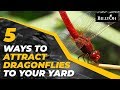 5 Ways To Attract Dragonflies To Your Yard - Nature-Friendly Gardening Hack