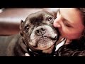 Mr. Mo Project - Life in the Dog House Ep. 22 ...