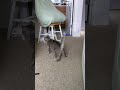 Grey Tabby Cat Trying To Play With White Van Kedisi Shorts