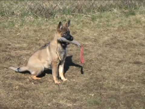 Q´kuma z údolí Úpy