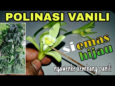 Cara mengawinkan bunga vanili | polinasi vanili