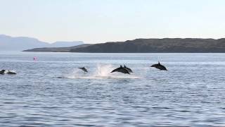 preview picture of video 'Dolphins on the way to Loch Coruisk. Elgol, Isle of Skye, Scotland'