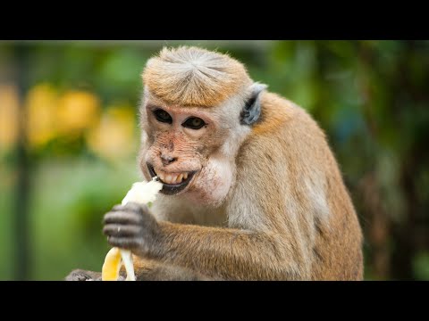 Proboscis Monkeys Leap Into Crocodile-Infested River | BBC Earth