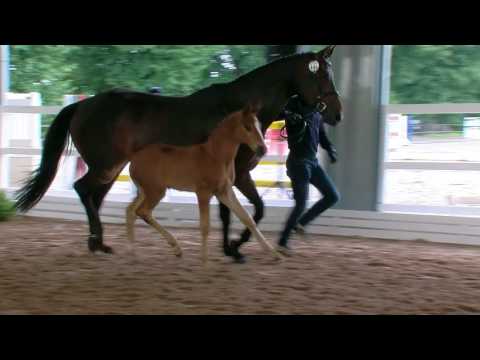 Hf Feinrich Stueckemann