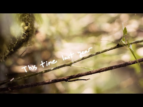 Hot Freaks - This Time Last Year (Official Lyric Video)