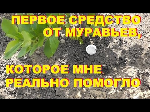 Как избавиться от муравьев на участке. Дешевый и простой способ.