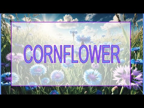 The Magical and Medicinal Secrets of Cornflower | Centaurea cyanus Lore & Uses | Ditch Witch Diaries