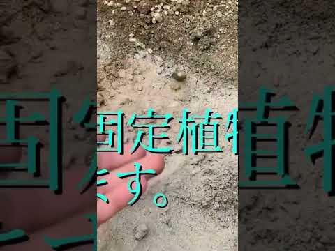 木やペレットの灰を嫌う植物は何ですか?  庭園