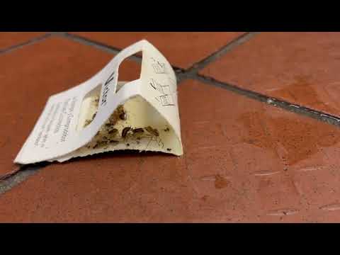 Cockroaches Roaming Through the Kitchen in Fair Haven, NJ