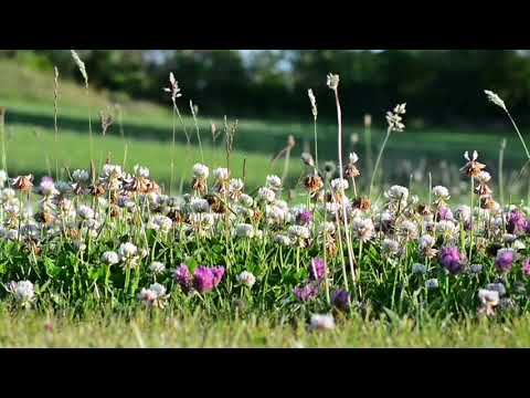 Birds, bees, sounds in the meadow. Video for relaxation. 4 hours