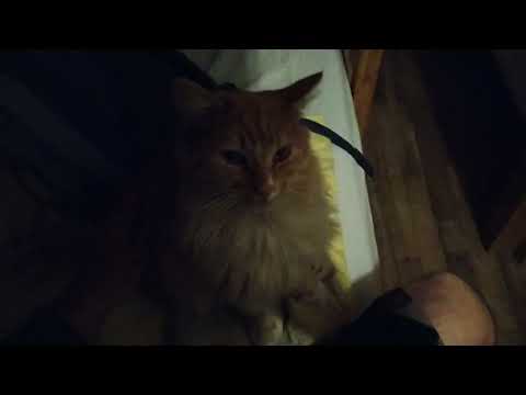 Hostel Cat at Paradise Garden, Windhoek, Namibia