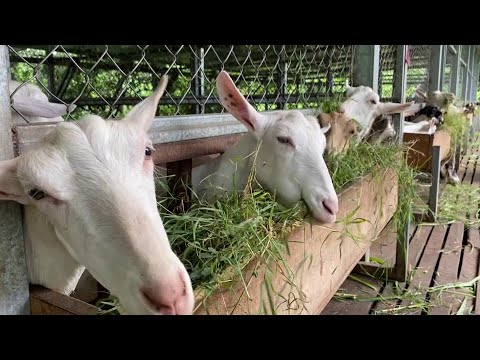 , title : 'Hechos del Agro - Granja de cabras y procesamiento de leche'