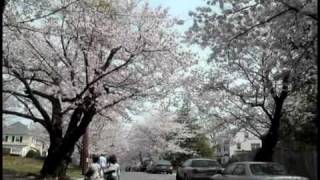 preview picture of video 'Hanami at Kenwood, Cherry Blossoms at Kenwood, Hanami, Sakura, 桜 花見, Bethesda Maryland'