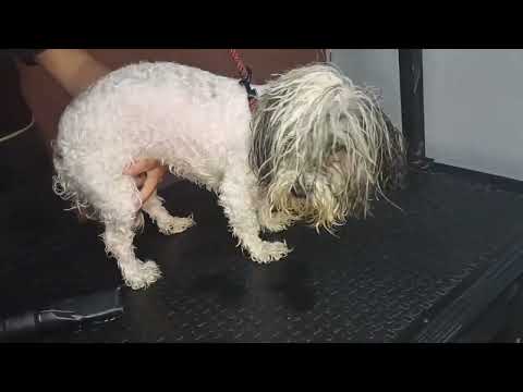 Corte entero a máquina [Aleli_Peluquería de Mascotas]