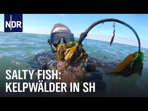 salty FiSH: Auf der Suche nach Helgolands Unterwasserwäldern | Folge 1/3 | NDR Doku