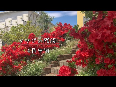 園芸 インドツツジ、屋内ツツジ