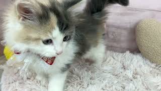 ノルウェージャンフォレストキャットの動画01