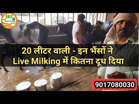 ????Live Milking: 20+Milk Ready????3 Super #Murrah #Buffaloes of young Farmer????Virender 9017080030.????