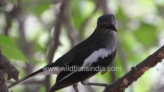 Download lagu Burung robin magpie oriental betina mengamati sekitarnya dari atas pohon. mp3