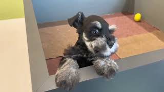 ミニチュアシュナウザーの動画01