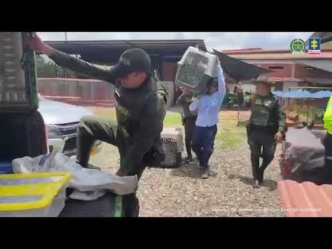 Rescate de dos ocelotes que iban a ser vendidos en Jamundi