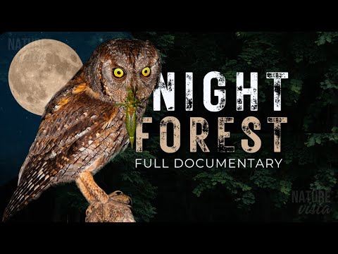 NIGHT FOREST | A World Unseen - Full Documentary