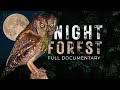 NIGHT FOREST A World Unseen Full Documentary