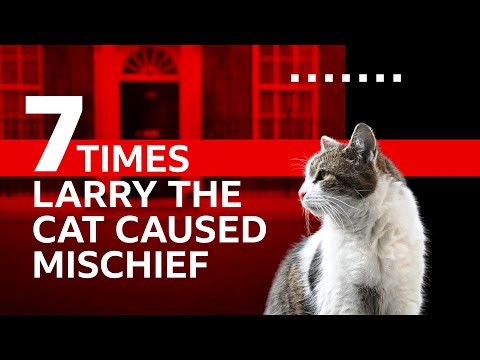 The List - 7 Times Larry the Cat Caused Mischief - BBC iPlayer